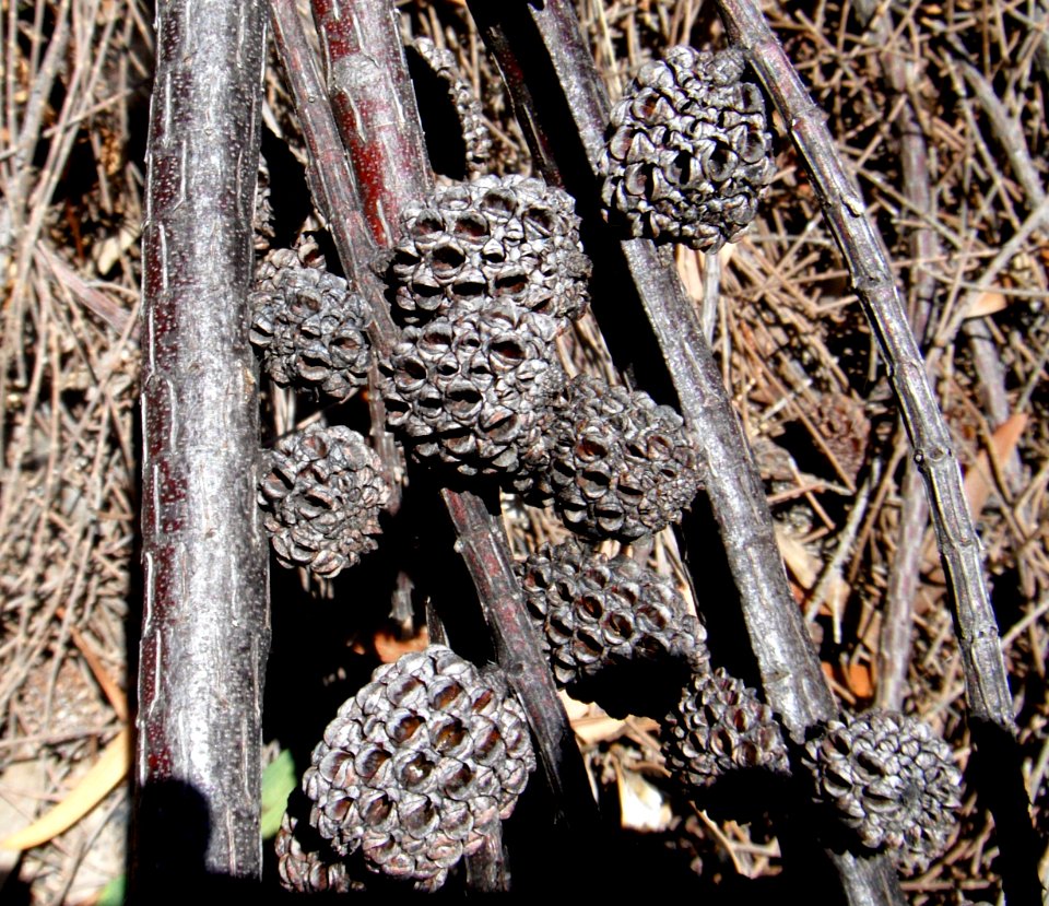 Seeds in WA