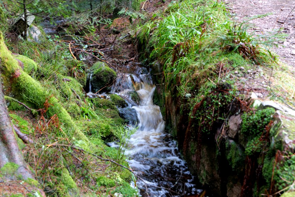 Seegraben Northern Black Forest 2020-03-10 01