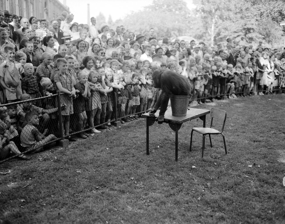September kwartjesmaand in Artis, drukte bij de apen, Bestanddeelnr 906-6937