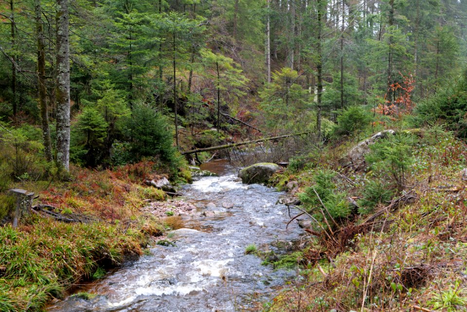Seebach Northern Black Forest 2020-03-10 18