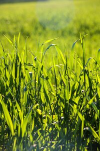 Green blade of grass nature