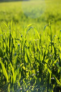 Green blade of grass nature photo