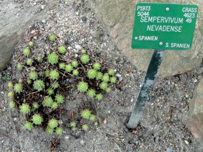 Sempervivum nevadense - Copenhagen Botanical Garden - DSC07342