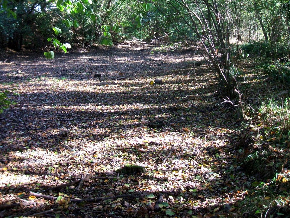 Seebach Leihgraben Wetterauer Werkstätten trockener Teich am Zulauf