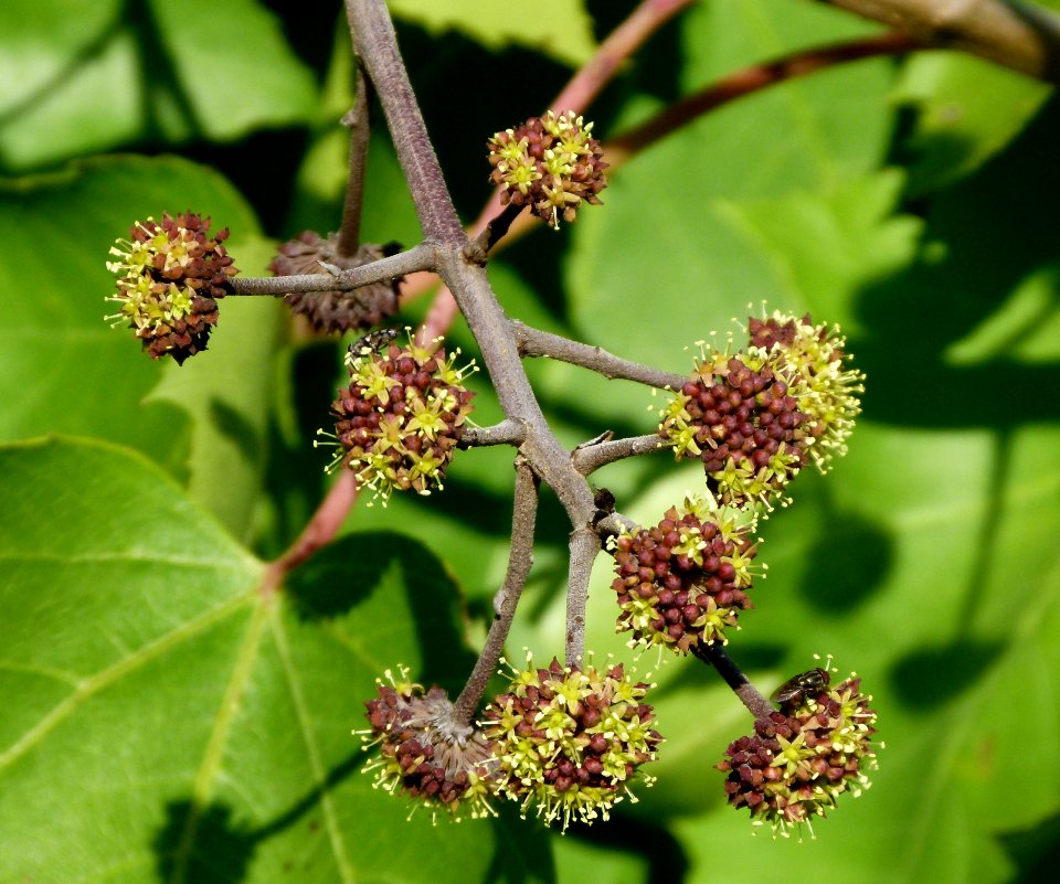 Seemannaralia gerrardii