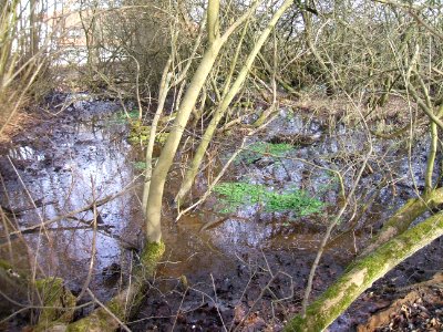 Seebach Leihgraben Bachgasse 68 Tümpel Sellerie