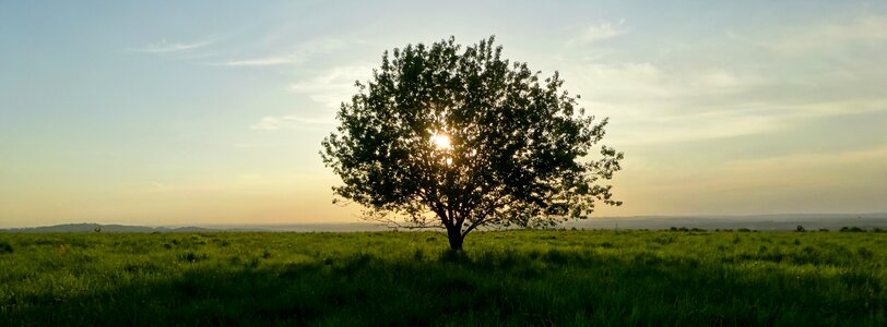 Landscape spring green