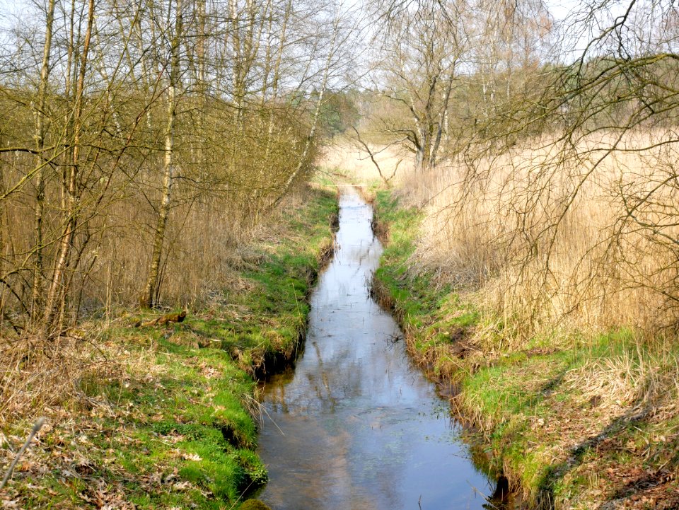 Seppenser Bach, 2019-04