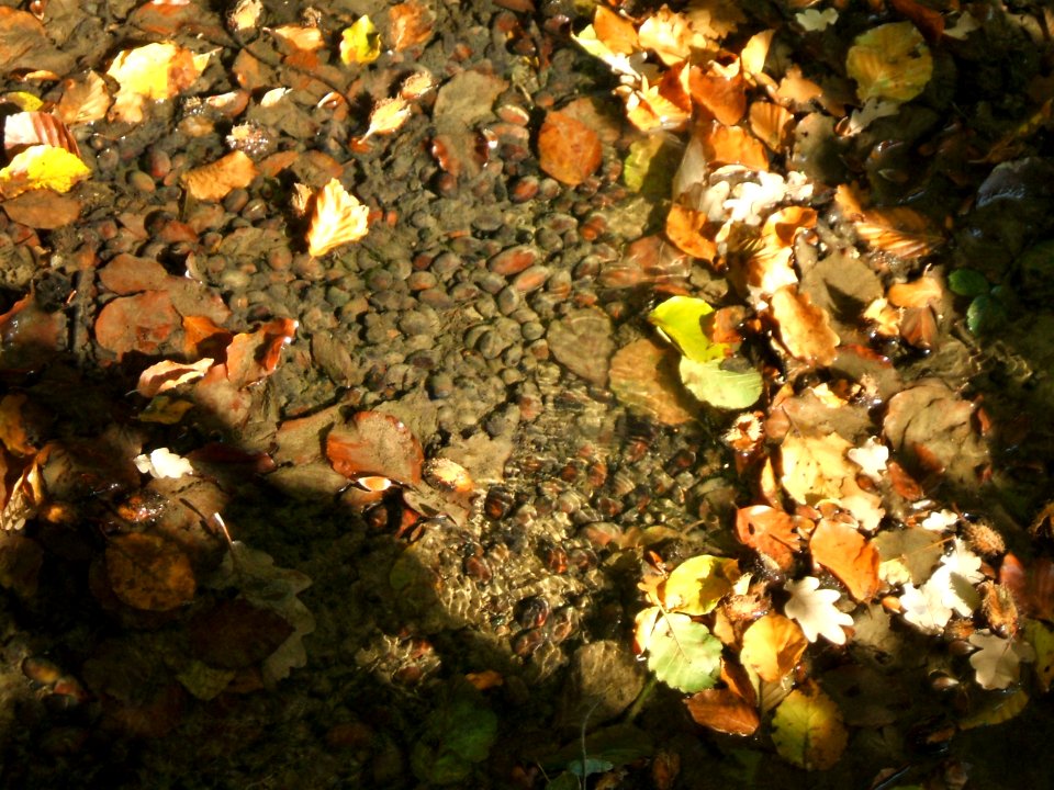Seebach Leihgraben unterhalb Lohwald Eicheln