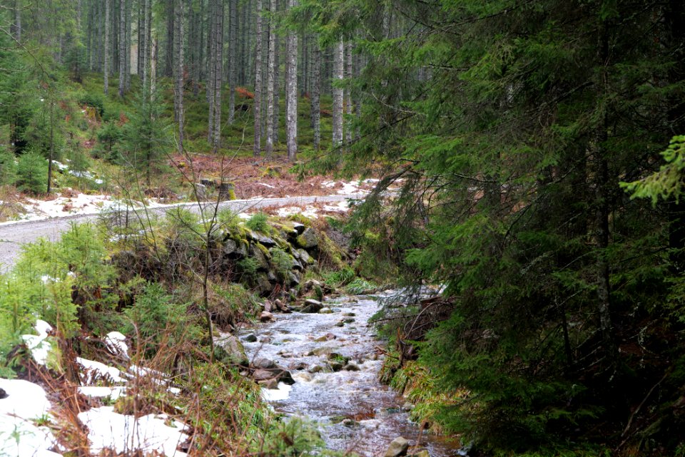 Seebach Northern Black Forest 2020-03-10 01