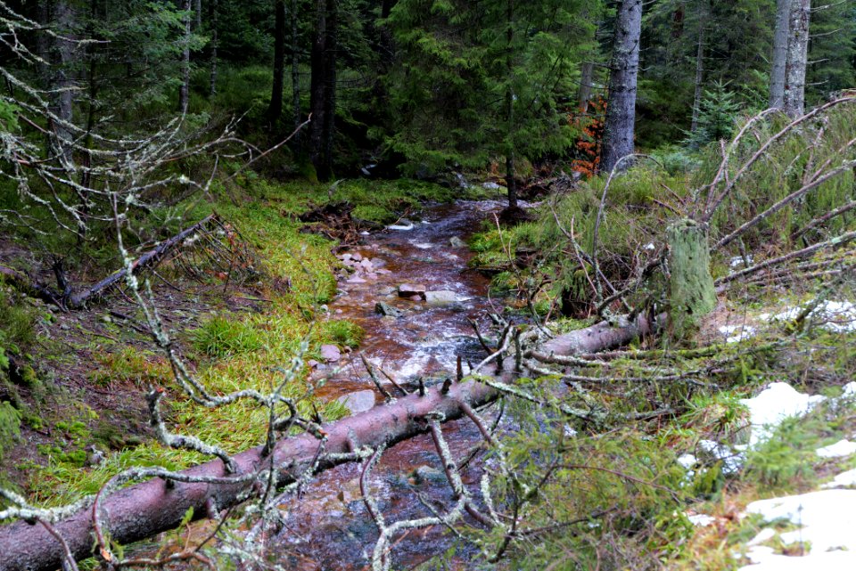 Seebach Northern Black Forest 2020-03-10 03