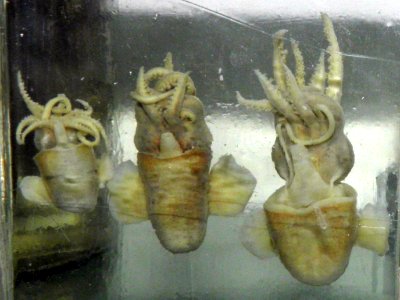 Sepiola birostrata