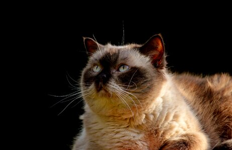 Animal world animal portrait cat