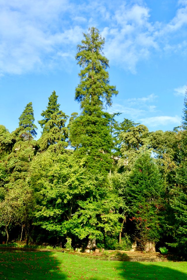 Sequoia - Quinta das Lágrimas - Coimbra, Portugal - DSC09575
