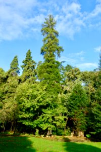 Sequoia - Quinta das Lágrimas - Coimbra, Portugal - DSC09575