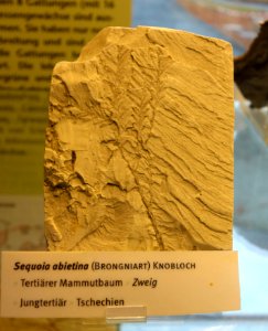Sequoia abietina fossil - Botanischer Garten, Dresden, Germany - DSC08479