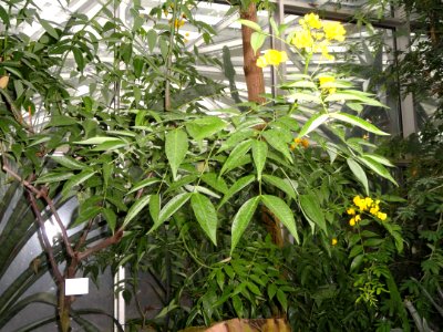 Senna septemtrionalis - Palmengarten Frankfurt - DSC01715