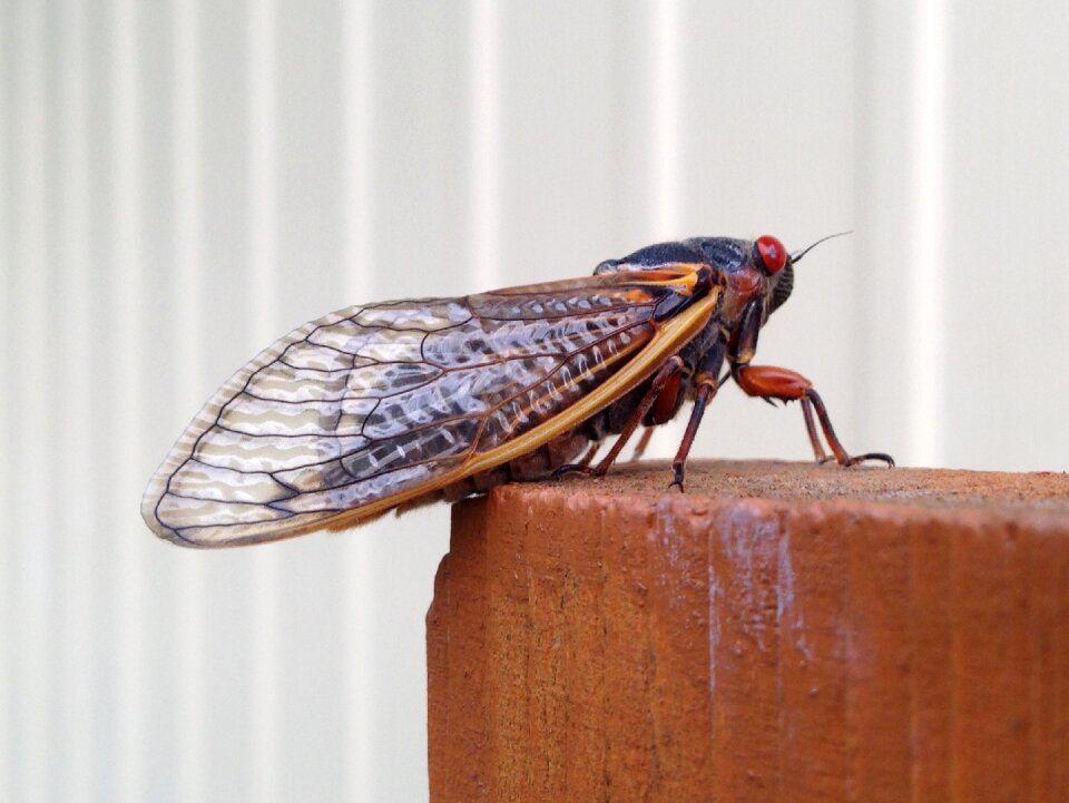 17 year seventeen year insect