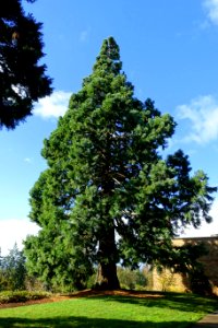 Sequoiadendron giganteum - Mount Angel Abbey - Mount Angel, Oregon - DSC00109