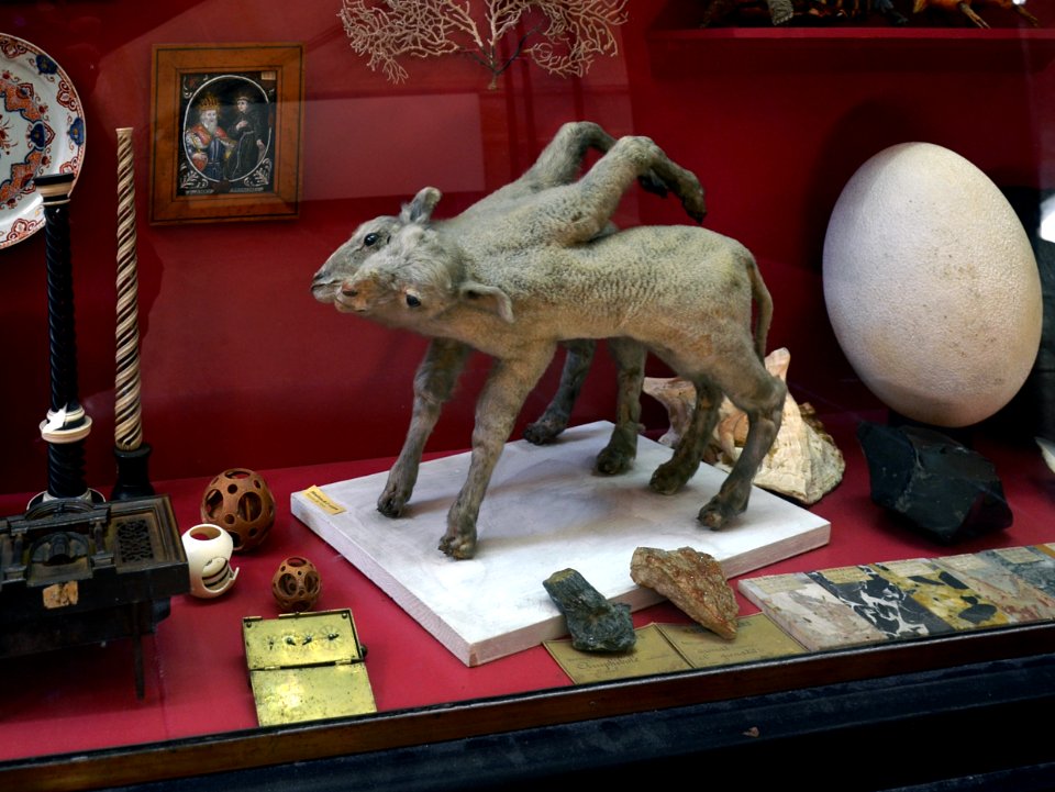 Sens Musee Cabinet de curiosite 16 06 2013 1