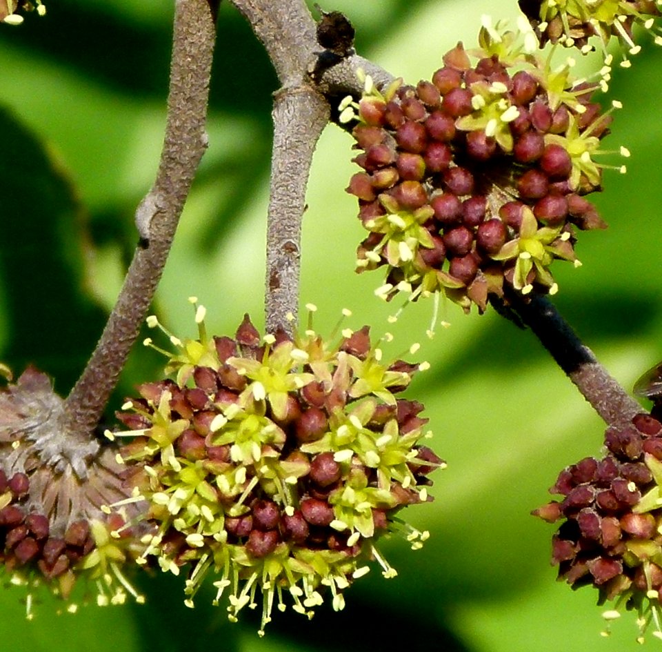 Seemannaralia gerrardii, crop