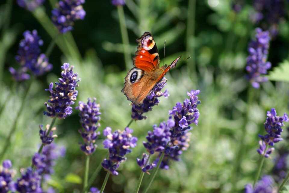 Flowers on flowers animal