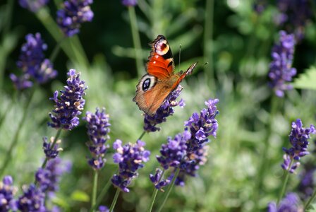 Flowers on flowers animal photo