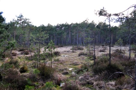 Segelstamosse - myr