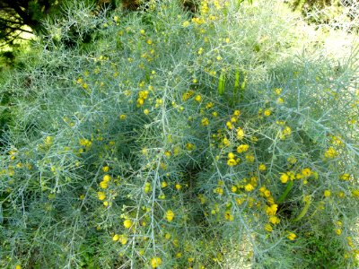 Senna artemisioides Montjuic photo