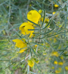 Senna artemisioides