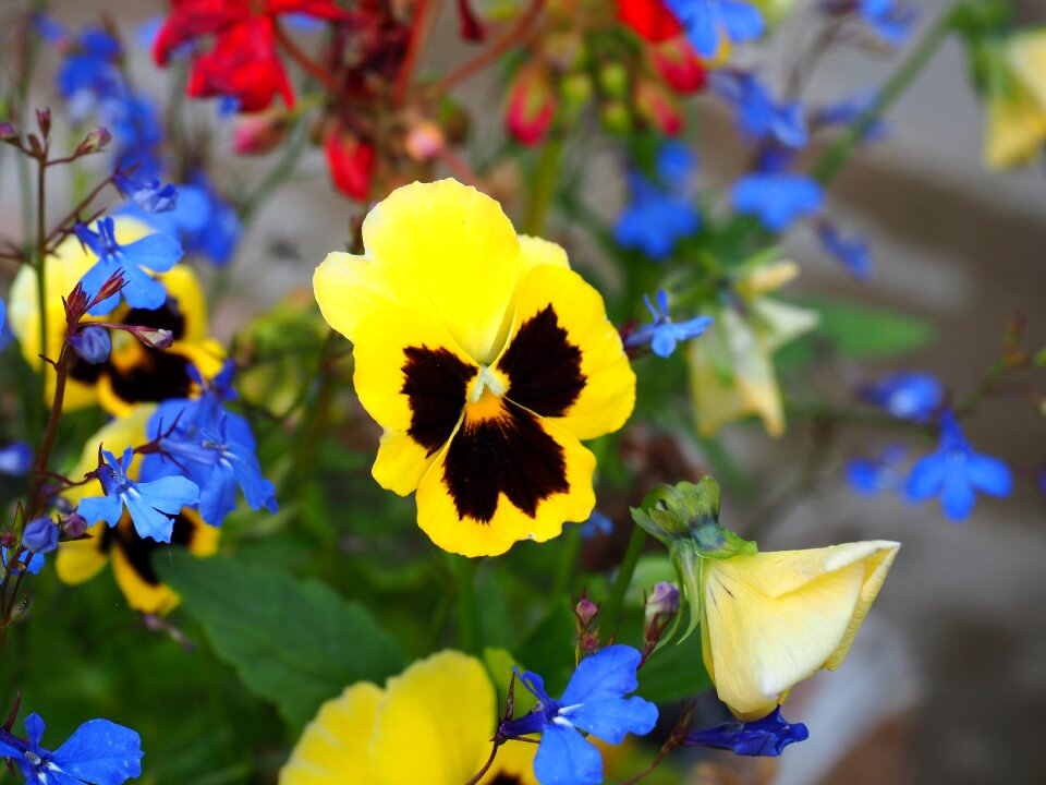 Nature blooms full bloom