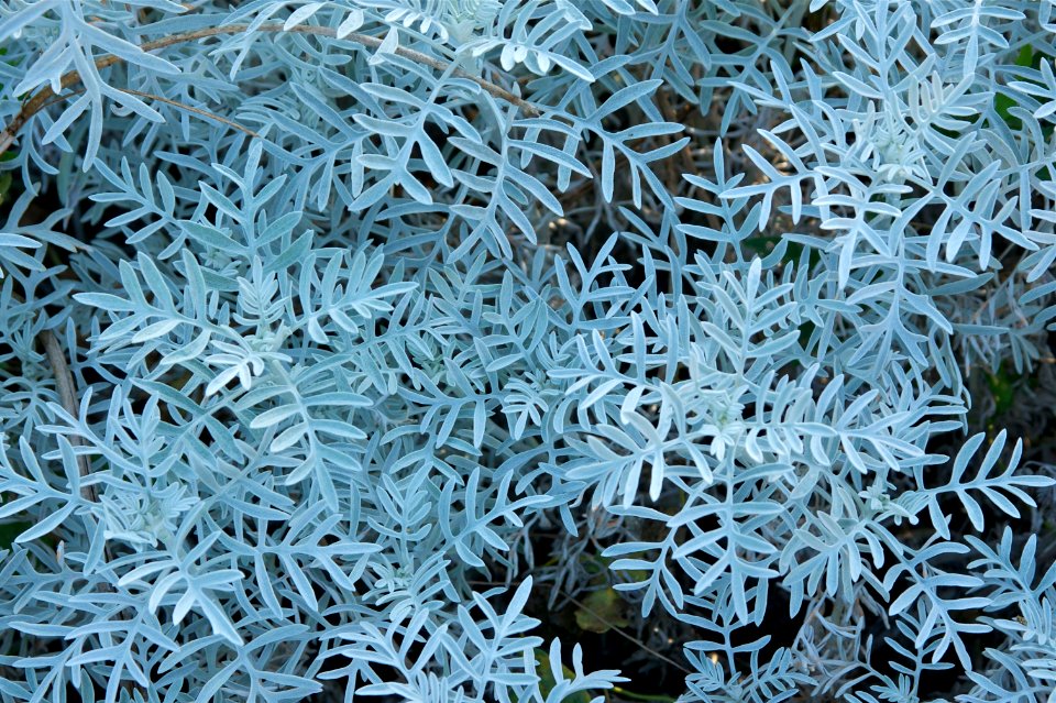 Senecio vira-vira JdP
