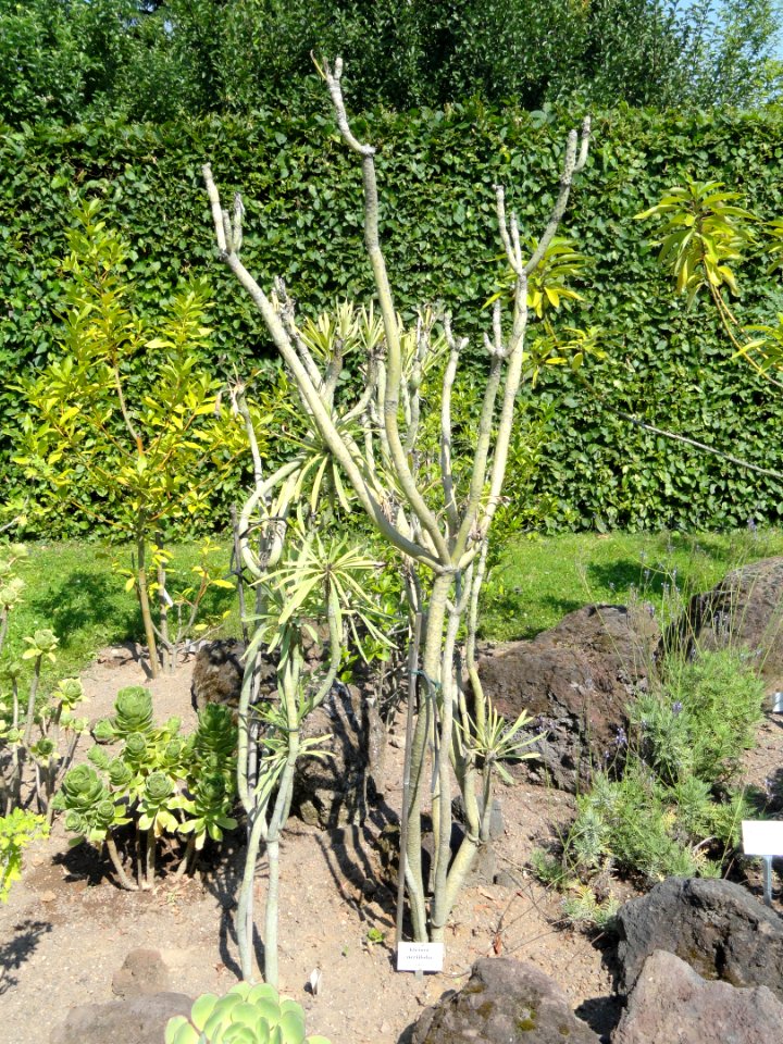 Senecio kleinia - Botanischer Garten, Frankfurt am Main - DSC03154