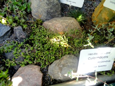 Senecio radicans - Botanical Garden in Kaisaniemi, Helsinki - DSC03727