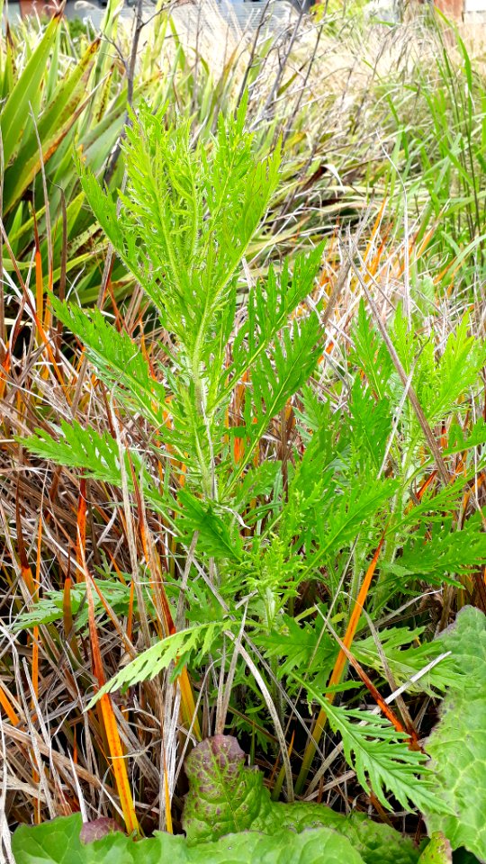 Senecio esleri 27332248