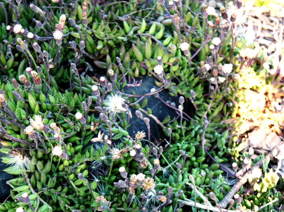 Senecio radicans in Cape Town garden - Katballetjies plant