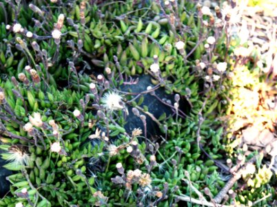 Senecio radicans in Cape Town garden - Katballetjies plant