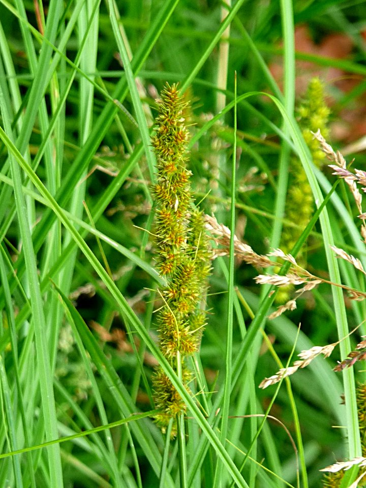 Segge Kohlbruck
