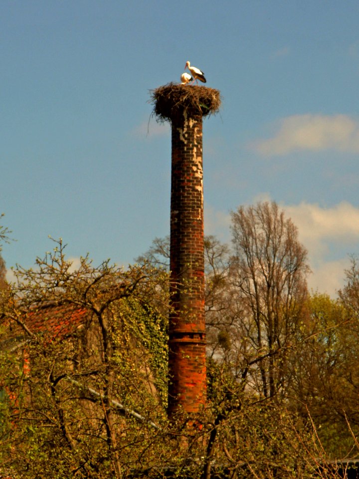 Seggerde Storchennest
