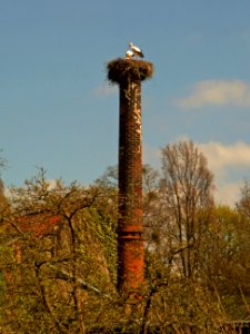 Seggerde Storchennest