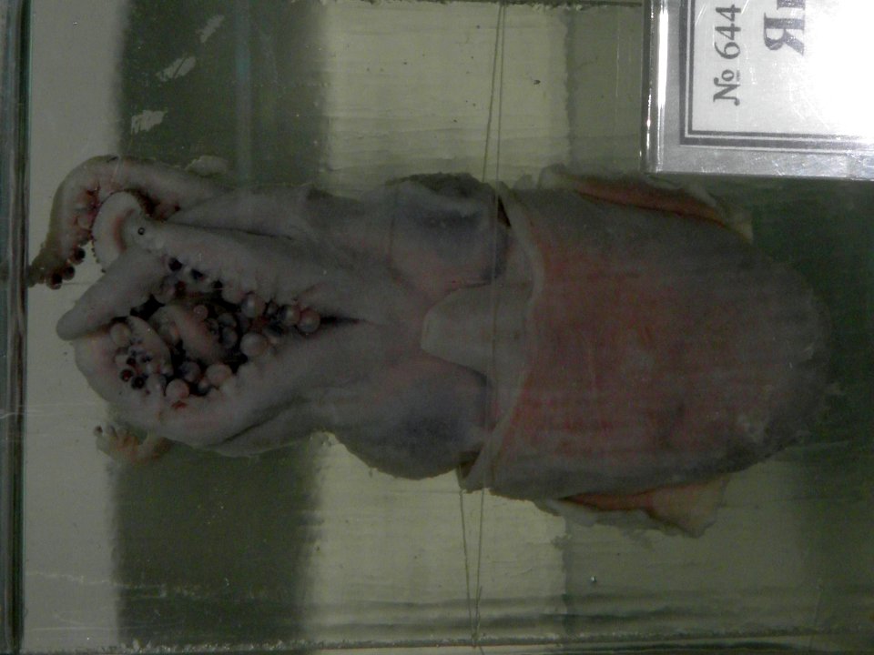 Sepiolidae Oceanarium of Vladivostok