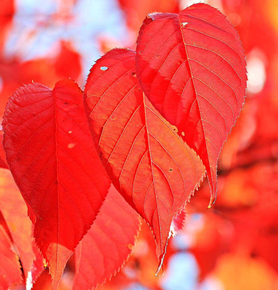 True leaves fall color red