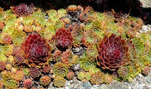 Sempervivum 'Ohio Burgundy' - UBC Botanical Garden - Vancouver, Canada - DSC08357