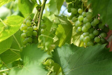 Fruit vine grapevine