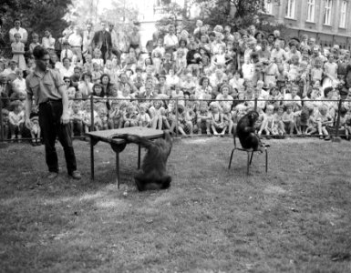 September kwartjesmaand in Artis, drukte bij de apen, Bestanddeelnr 906-6936