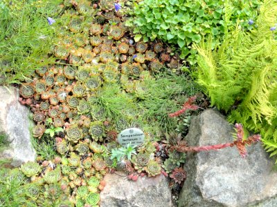 Sempervivum tectorum - Botanischer Garten, Frankfurt am Main - DSC02632
