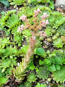 Sempervivum tectorum - Botanischer Garten, Frankfurt am Main - DSC02630