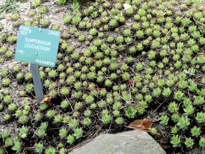 Sempervivum leucanthum - Copenhagen Botanical Garden - DSC07341