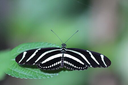 Zebra heliconian insects nature