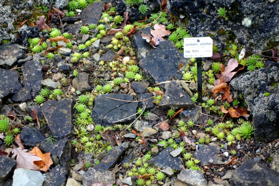 Sempervivum globiferum (Jovibarba globifera) - Botanischer Garten, Dresden, Germany - DSC08683